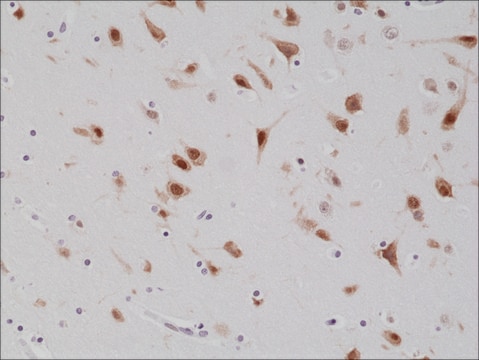 Anti-NeuN (Fox3, RBFOX3) antibody, Rabbit monoclonal recombinant, expressed in HEK 293 cells, clone RM312, purified immunoglobulin