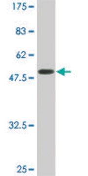 Monoclonal Anti-SERPINC1 antibody produced in mouse clone 2B12, ascites fluid