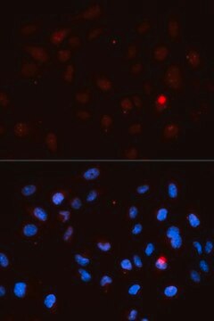 Anti-Phospho-CDK1-T14 antibody produced in rabbit