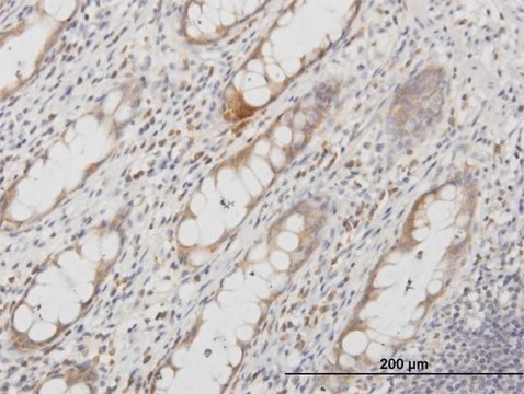 Monoclonal Anti-AQP8 antibody produced in mouse clone 1F8, purified immunoglobulin, buffered aqueous solution