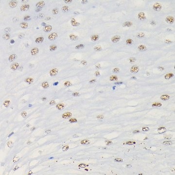 Anti-Phospho-Smad3-S423/S425 antibody produced in rabbit