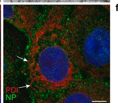 Anti-Protein Disulfide Isomerase (MD-12) antibody produced in rabbit affinity isolated antibody, buffered aqueous solution