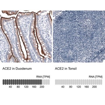 Monoclonal Anti-ACE2 antibody produced in mouse Prestige Antibodies&#174; Powered by Atlas Antibodies, clone CL4035, purified immunoglobulin