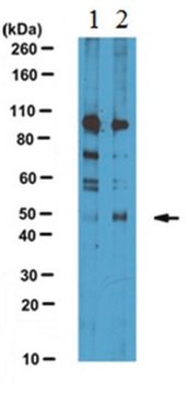 Anti-ATF4 Antibody serum, from rabbit