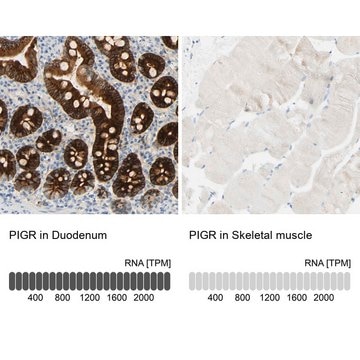 Anti-PIGR antibody produced in rabbit Prestige Antibodies&#174; Powered by Atlas Antibodies, affinity isolated antibody, buffered aqueous glycerol solution, Ab2