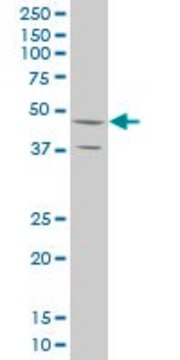 ANTI-STYK1 antibody produced in mouse clone 4A2, purified immunoglobulin, buffered aqueous solution