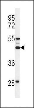 ANTI-OST ALPHA(C-TERMINAL) antibody produced in rabbit affinity isolated antibody, buffered aqueous solution