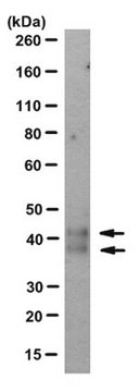 Anti-CD1d Antibody, clone D5 clone D5, from mouse