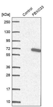 Anti-FBXO33 antibody produced in rabbit Prestige Antibodies&#174; Powered by Atlas Antibodies, affinity isolated antibody, buffered aqueous glycerol solution