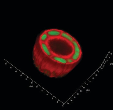 TrueGel3D Hydrogel Kits SLO-DEXTRAN, allow cell recovery, PEG non cell-degradable crosslinker