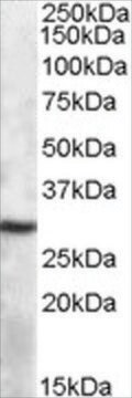 Anti-APOBEC1 antibody produced in goat affinity isolated antibody, buffered aqueous solution