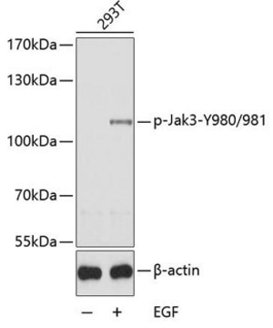 Anti-Phospho-Jak3-Y980/981 antibody produced in rabbit