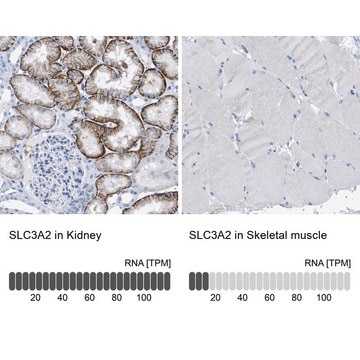 Anti-SLC3A2 antibody produced in rabbit Prestige Antibodies&#174; Powered by Atlas Antibodies, affinity isolated antibody, buffered aqueous glycerol solution