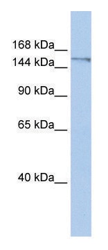 Anti-POLQ (C-terminal) antibody produced in rabbit affinity isolated antibody