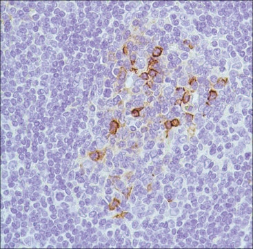 Anti-CD138 antibody, Rabbit monoclonal recombinant, expressed in proprietary host, clone SP152, affinity isolated antibody