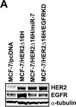 Anti-&#945;-Tubulin Antibody, clone DM1A clone DM1A, Upstate&#174;, from mouse