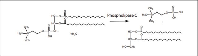 Phospholipase C from Clostridium perfringens (C.&nbsp;welchii) Type I, lyophilized powder, 10-50&#160;units/mg protein