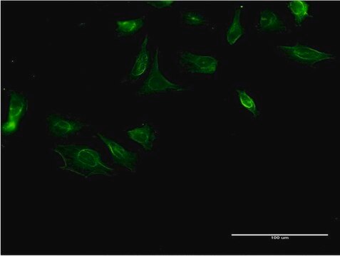 Monoclonal Anti-ITGA4 antibody produced in mouse clone 2G10, purified immunoglobulin, buffered aqueous solution