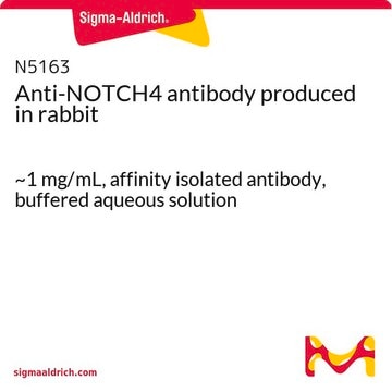 Anti-NOTCH4 antibody produced in rabbit ~1&#160;mg/mL, affinity isolated antibody, buffered aqueous solution