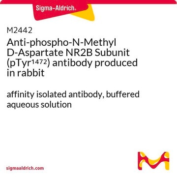 Anti-phospho-N-Methyl D-Aspartate NR2B Subunit (pTyr1472) antibody produced in rabbit affinity isolated antibody, buffered aqueous solution