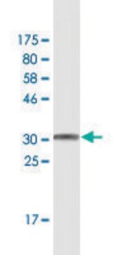 Monoclonal Anti-WFDC3 antibody produced in mouse clone 5C12, purified immunoglobulin, buffered aqueous solution