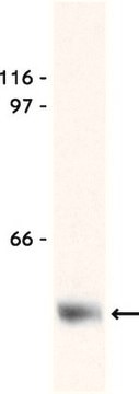 Anti-Myc Tag Antibody, clone 9E10 clone 9E10, Upstate&#174;, from mouse