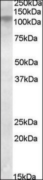 Anti-DLG4 antibody produced in goat affinity isolated antibody, buffered aqueous solution