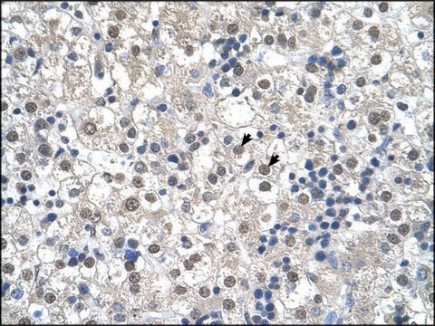 Anti-RTN2 antibody produced in rabbit IgG fraction of antiserum