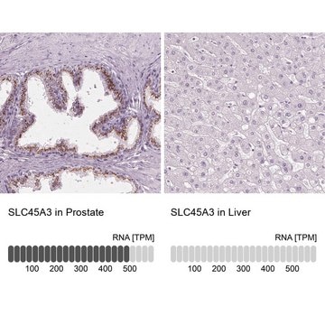 Anti-SLC45A3 antibody produced in rabbit Prestige Antibodies&#174; Powered by Atlas Antibodies, affinity isolated antibody, buffered aqueous glycerol solution