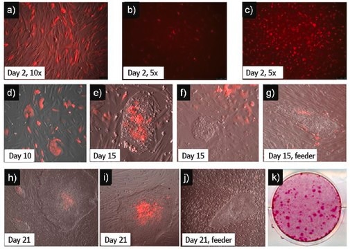 Human OKSG-cMyc TagRFP Simplicon&#174; Plasmid suitable for detection