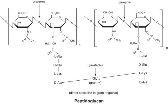 Lysozyme from chicken egg white lyophilized powder, protein &#8805;90&#160;%, &#8805;40,000&#160;units/mg protein