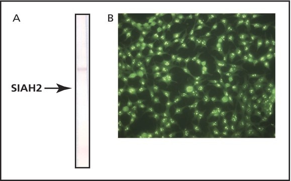 Monoclonal Anti-Siah2 antibody produced in mouse clone Siah2-369, purified immunoglobulin, buffered aqueous solution