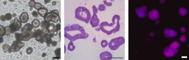 3dGRO&#174; Human CRC Organoids (ISO48)