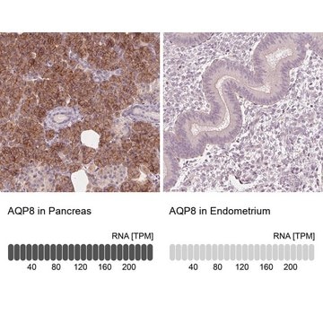 Anti-AQP8 antibody produced in rabbit Prestige Antibodies&#174; Powered by Atlas Antibodies, affinity isolated antibody, buffered aqueous glycerol solution