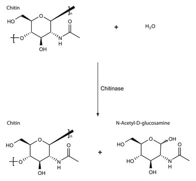 Chitinase from Trichoderma viride lyophilized powder, &#8805;600&#160;units/g solid