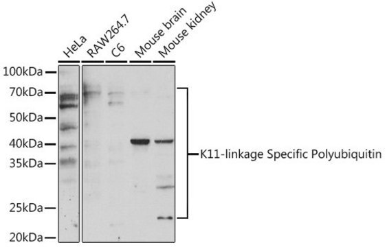 Anti-K11-linkage Specific Polyubiquitin antibody produced in rabbit