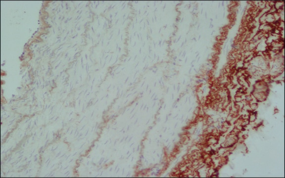 Anti-Elastin antibody, Mouse monoclonal clone BA-4, purified from hybridoma cell culture