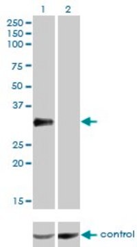 Monoclonal Anti-CRX antibody produced in mouse clone F6-C2, purified immunoglobulin, buffered aqueous solution