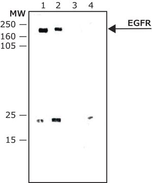 Anti-EGF Receptor antibody, Mouse monoclonal clone 225, purified from hybridoma cell culture