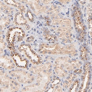 Anti-FMNL3 antibody produced in rabbit Prestige Antibodies&#174; Powered by Atlas Antibodies, affinity isolated antibody, buffered aqueous glycerol solution