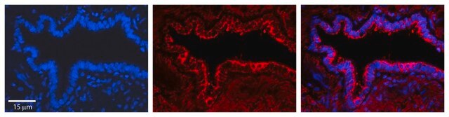 Anti-PA2G4 (AB1) antibody produced in rabbit affinity isolated antibody