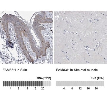 Anti-FAM83H antibody produced in rabbit Prestige Antibodies&#174; Powered by Atlas Antibodies, affinity isolated antibody, buffered aqueous glycerol solution, Ab1