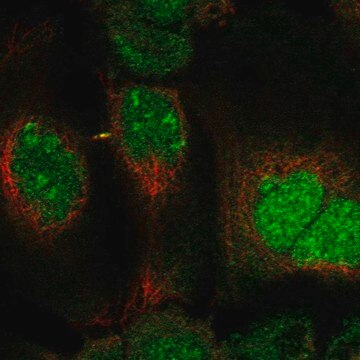 Anti-DUSP11 antibody produced in rabbit Prestige Antibodies&#174; Powered by Atlas Antibodies, affinity isolated antibody