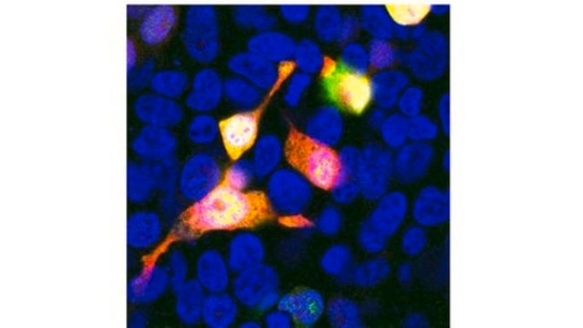 Anti-mCherry Antibody, clone 1C51 clone 1C51, from mouse