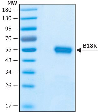 Vaccinia Virus B18R protein, recombinant expressed in HEK 293 cells, Carrier-Free recombinant, expressed in HEK 293 cells, endotoxin tested, suitable for cell culture, carrier-free