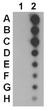 Anti-phospho-AMPK alpha-1 Antibody, (Thr479) from rabbit, purified by affinity chromatography