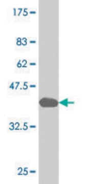 Monoclonal Anti-GCM1 antibody produced in mouse clone 3G5, purified immunoglobulin, buffered aqueous solution