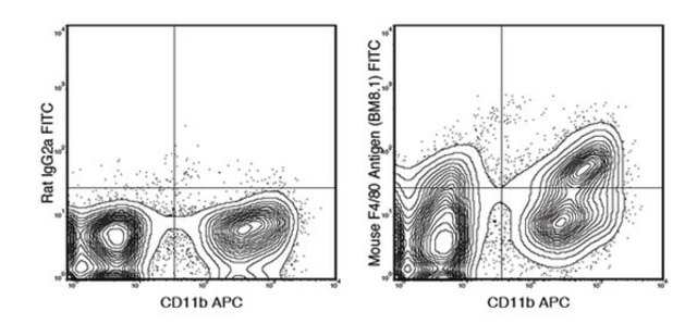 Anti-F4/80 (mouse), FITC, clone BM8.1 Antibody clone BM8.1, from rat, FITC conjugate