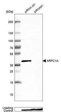 Anti-ARPC1A antibody produced in rabbit Prestige Antibodies&#174; Powered by Atlas Antibodies, affinity isolated antibody, buffered aqueous glycerol solution