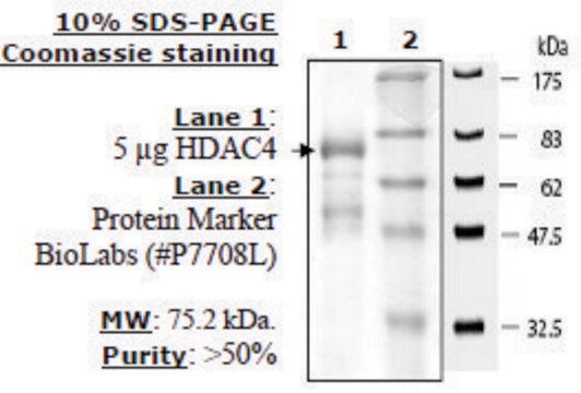 HDAC-4 human recombinant, expressed in baculovirus infected insect cells, &#8805;50% (SDS-PAGE)